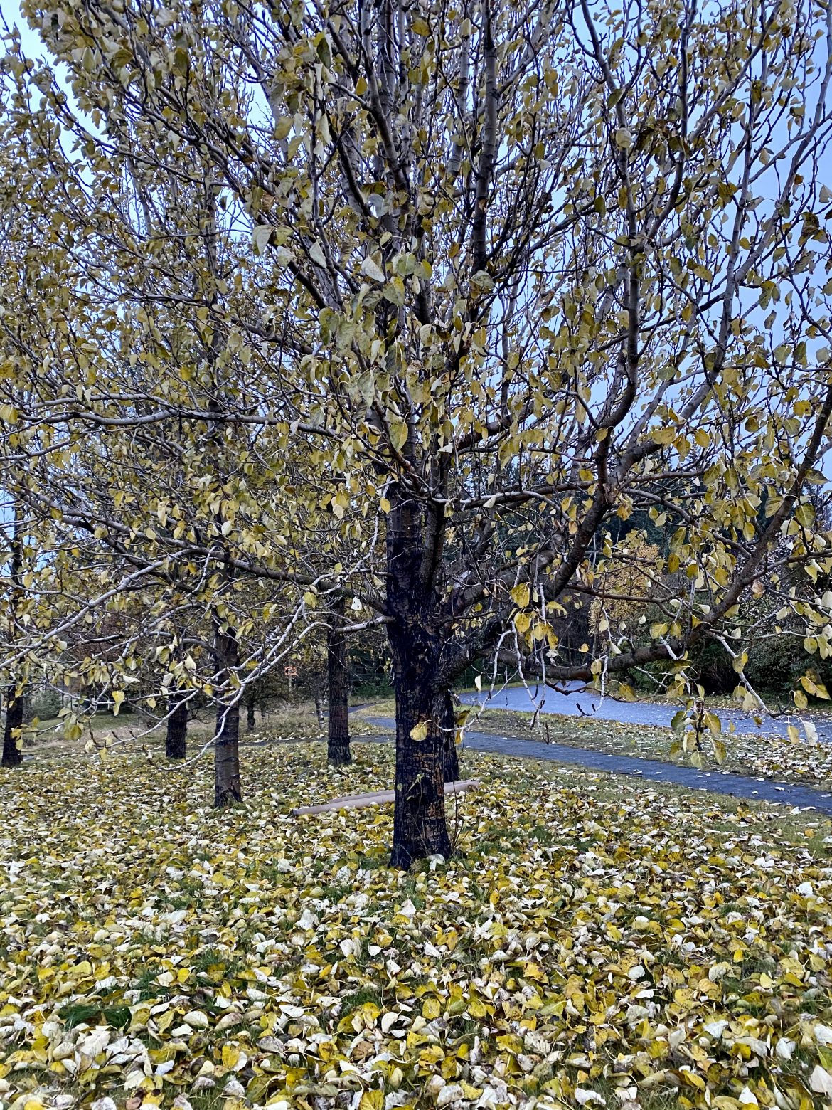 A5666F45-09C7-4B60-B88F-ADC792719571