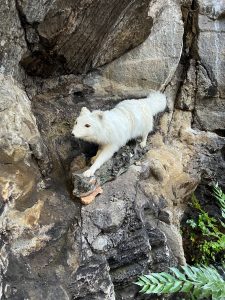 FF618520-06BF-493D-9799-90EA92A49CDD