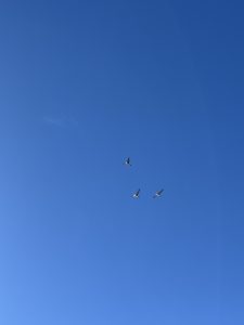 AE5B24BE-0BB2-4271-A0BA-1A21C7513CD0